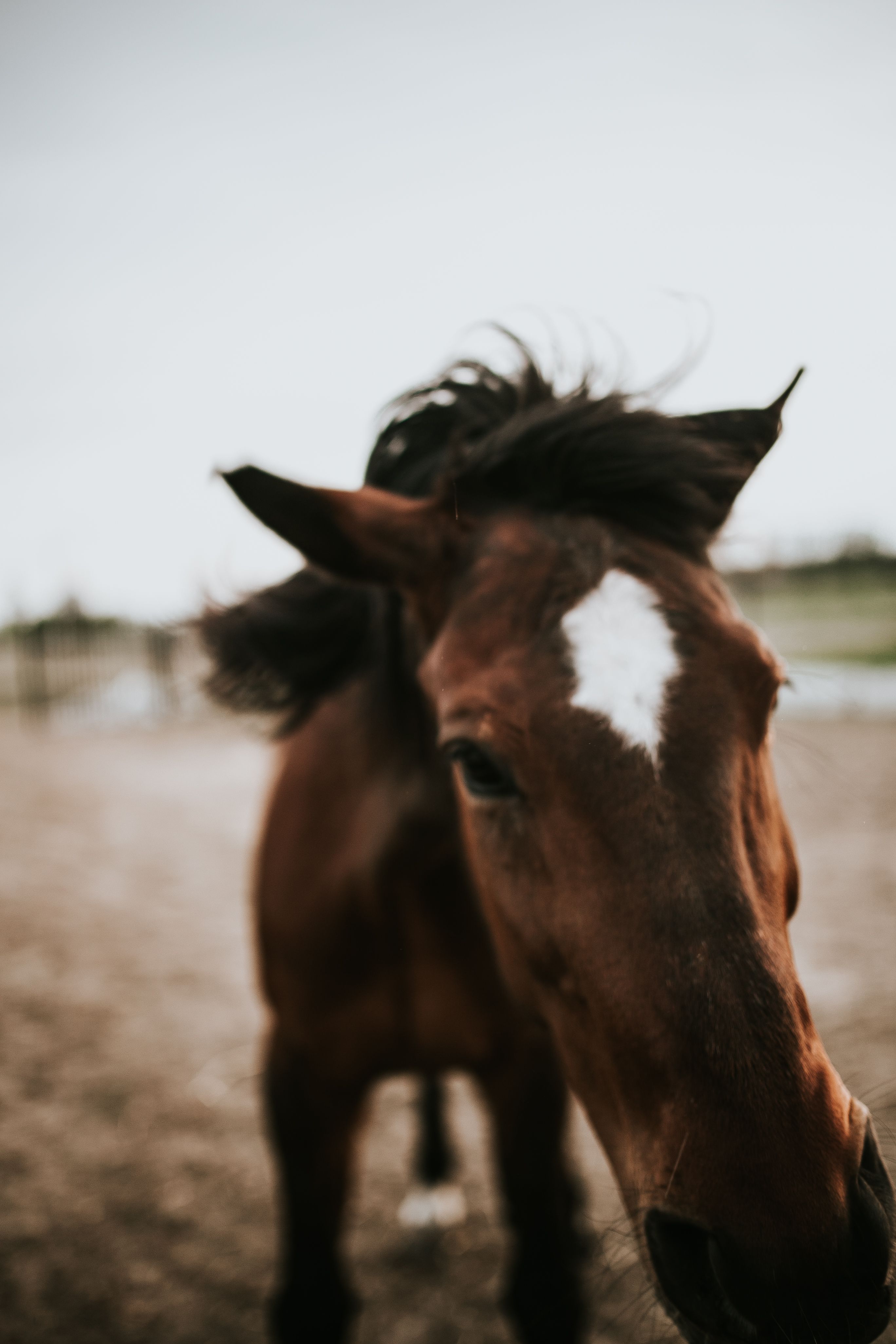 Lessons from Horses: Equines Inspire Business Leadership